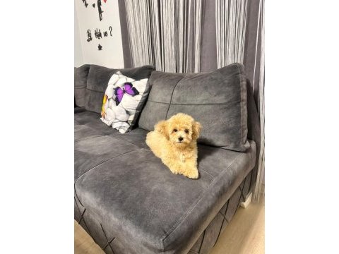 Ailemizde büyüyen maltipoo bebeklerim