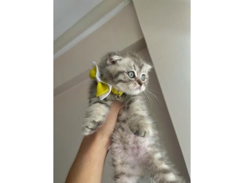 Yavru prenses scottish fold