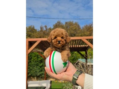 Hipoalerjanik toy poodle bebeklerimiz