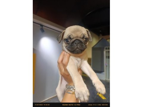 Çiş pedi eğitimli erkek pug bebek