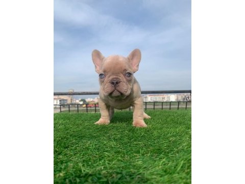 Kalıcı renkli gözlü ırk garantili french bulldog yavrularım