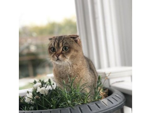 Scottish fold golen ny25 dişi
