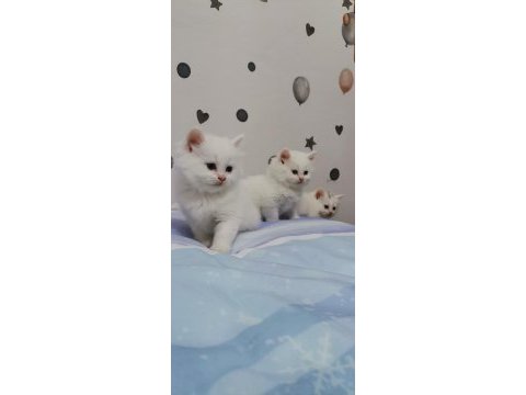 British longhair kalite bakımlı yavrular