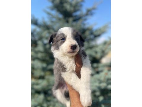 Petmode köpek çiftliğinden border colli yavrular