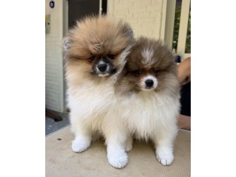 Saf kan pomeranian boo dişi party color