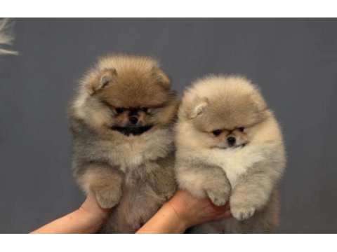 Show kalite a class pomeranian boo erkek dişi