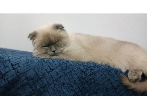 Scottish fold kızımıza yeni yuva arıyoruz