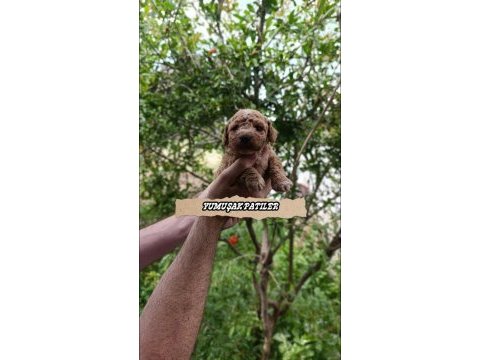 Orijinal toy poodle