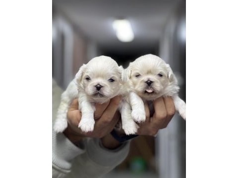 İmperial pekingese yavrular
