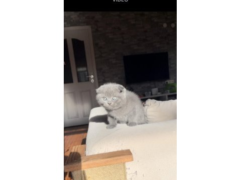 İnsan canlısı scottish fold bebekler