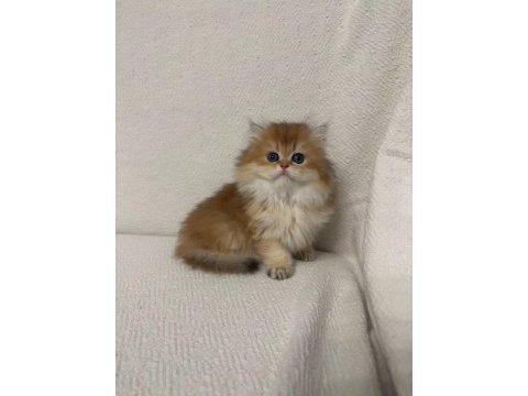 Golden british longhair