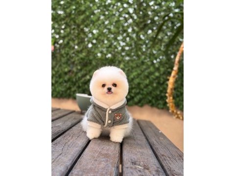 Sağlık ve ırk garantili pomeranian