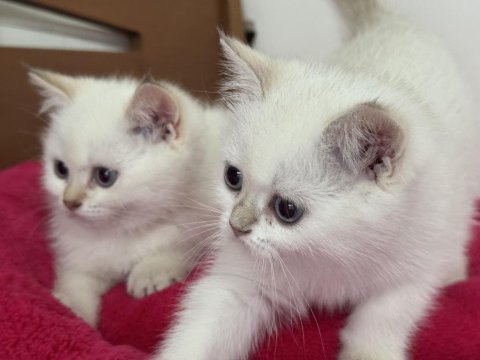 En güzel british shorthair ve longhair yavrular