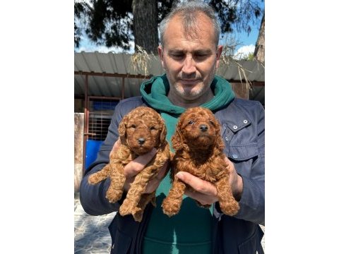 Çok tatlı toy poodle yavrularımız