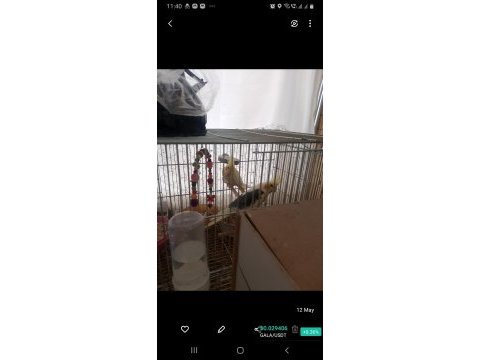 Çift halinde verilecek sultan papağanı