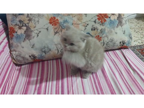 Harika sevimli ve uyumlu bir kedimiz
