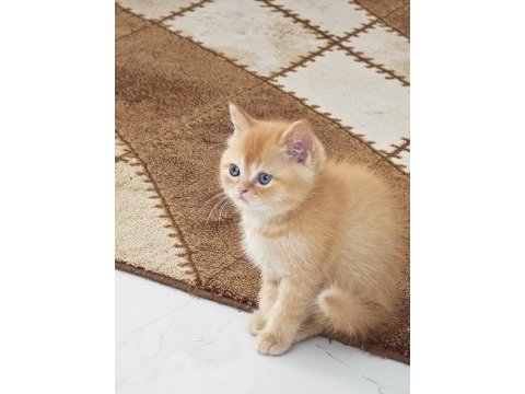 Yakışıklı erkek british golden