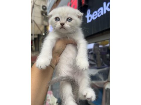 Scottish fold erkek kardeşler