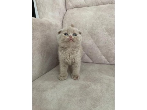 Ayı surat top kafa fawn rengi dişi bebiş scottish fold