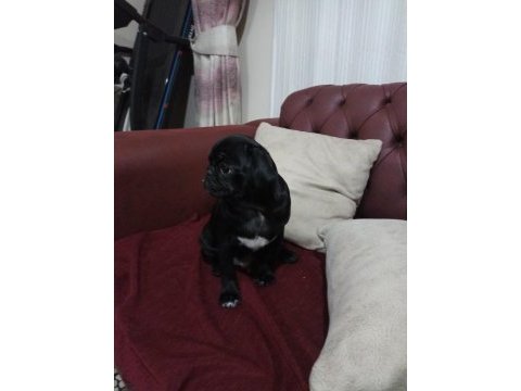 3 aylık siyah pug günü gelen aşıları yapıldı