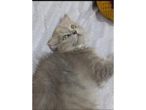 6 aylık british shorthair