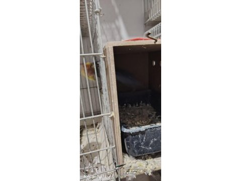 Hazır takım 3 takım kuşumuz