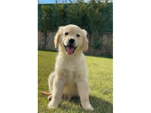 Golden retriever bebeklerimiz üst kalite