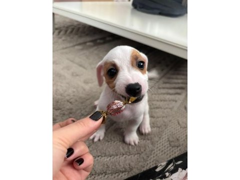 Muhteşem ırk güzeli jack russell yavrular