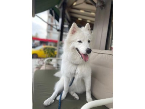 9 aylık eğitimli dişi samoyed sahiplendirme