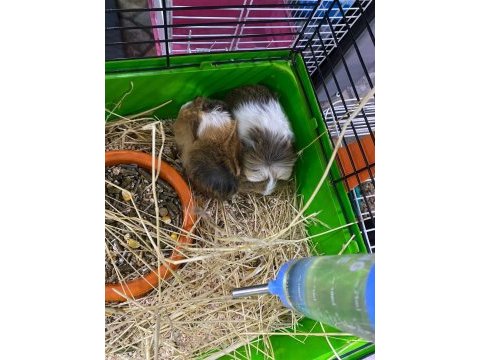 Guinea pig yavrular ele alışkın