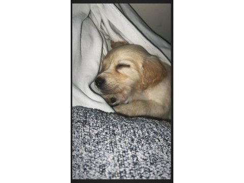 Çok akıllı 2 aylık dişi prenses golden retriever