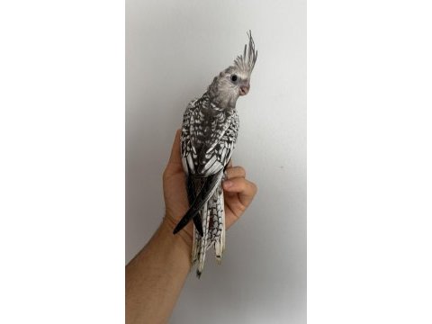 Albino ve wf pearl sultan papağanı yavruları