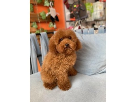 Red brown toy poodle