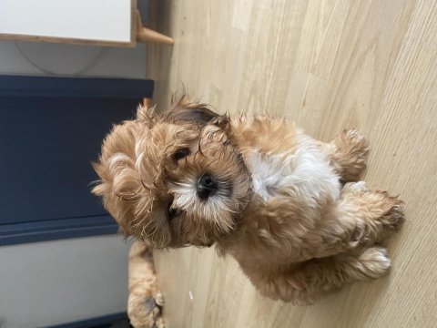 2,5 aylık güzel gözlü shih tzu kızlarım