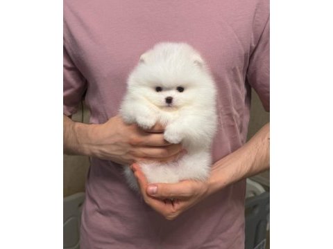 Pomeranian boo teddy bear yavrulardan biri için ulasın