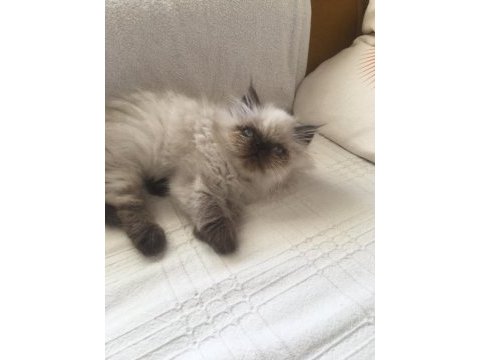 A kalite 60 günlük erkek