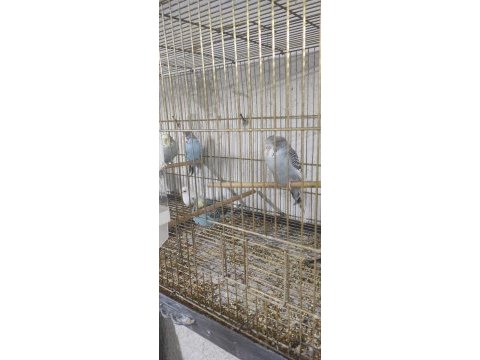 Her türlü muhabbet kuşu vardır