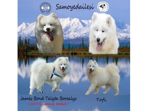 Kıf/fcı şecereli en iyi kalite samoyed bebekler
