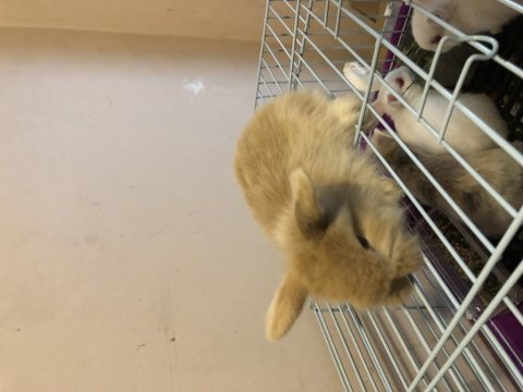 Orijinal teddy lop yavru tavşanımız sahiplendirilecek