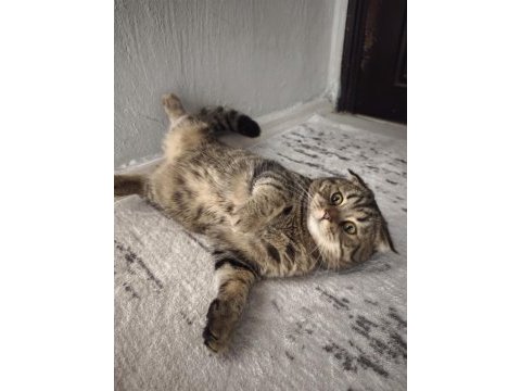 Ücretsiz sahiplendirme scottish fold kedimiz