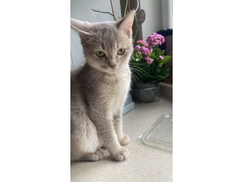 British shorthair yavrumuz yeni yuvasını bekliyor