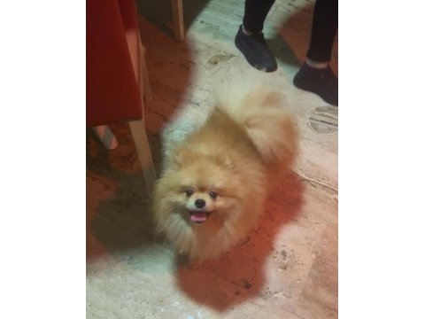 Uygun yetişkin erkek pomeranian boo