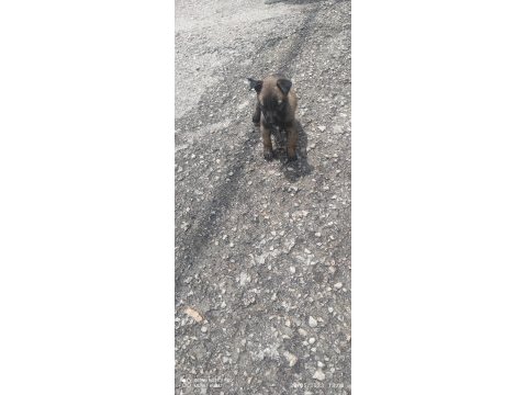 Malinois orjinal