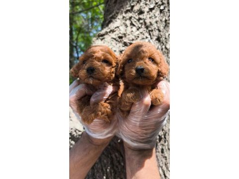 Red toy poodle bebekler