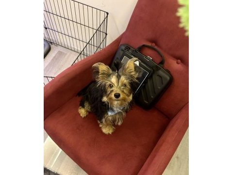 Yorkshire terrier 5 aylık