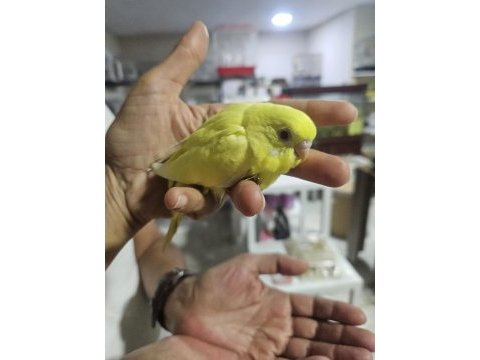 Yuvadan çıkan yeni muhabbet kuşu yavrular