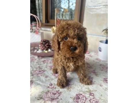 Toy poodle 2 aylık erkek aşılı tuvalet eğitimli