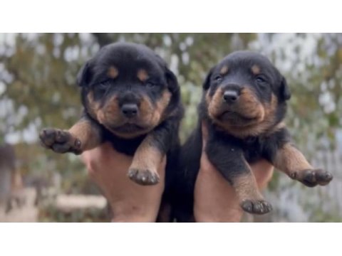 İri kafa rottweiler bebekler