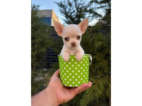 Oyuncak gibi mini boy wc eğitimli chihuahua