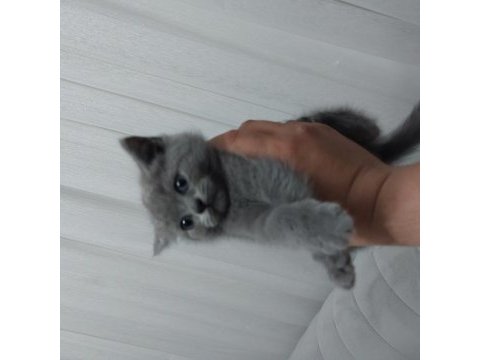 Yavrularımız gitmeye hazır british shorthair